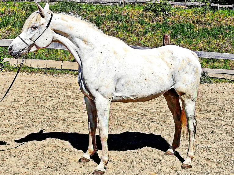 Asil Arabian Mare 9 years 15,1 hh Gray in Schellweiler