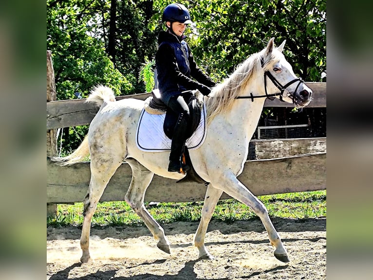 Asil Arabian Mare 9 years 15,1 hh Gray in Schellweiler