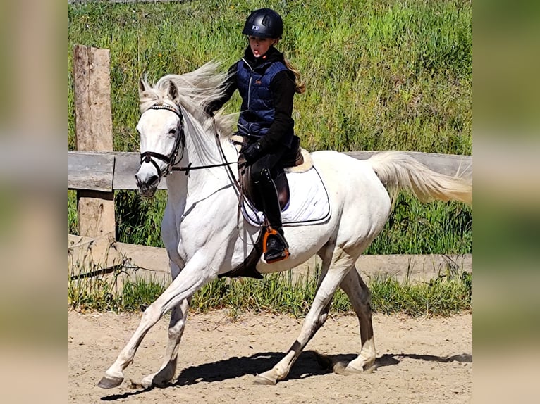 Asil Arabian Mare 9 years 15,1 hh Gray in Schellweiler