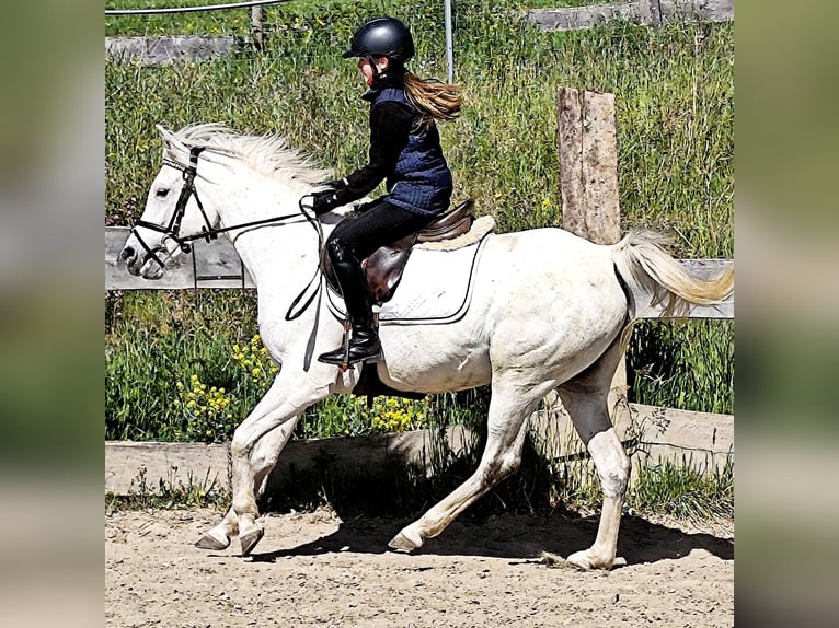 Asil Arabian Mare 9 years 15,1 hh Gray in Schellweiler