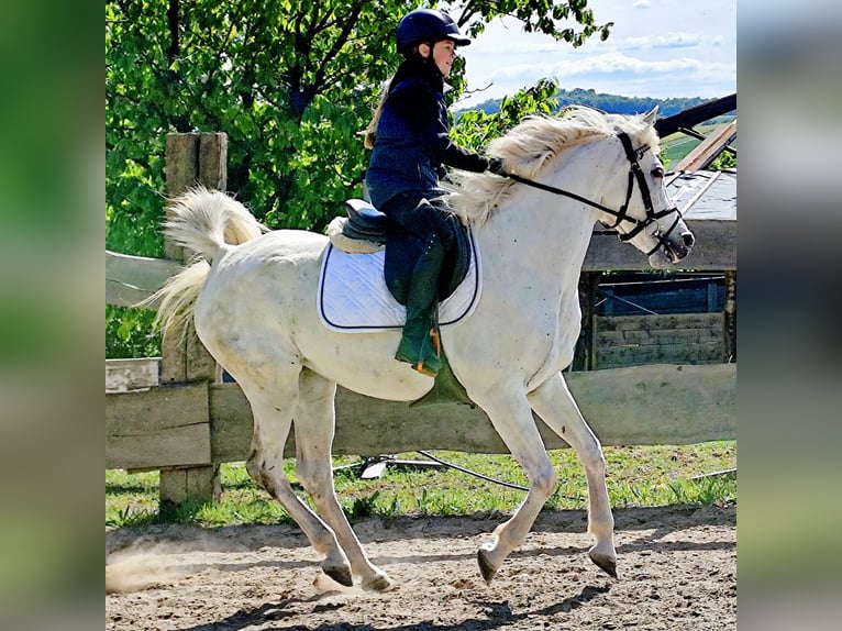 Asil Arabian Mare 9 years 15,1 hh Gray in Schellweiler