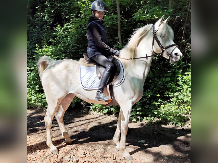 Asil Arabian Mare 9 years 15,1 hh Gray in Schellweiler