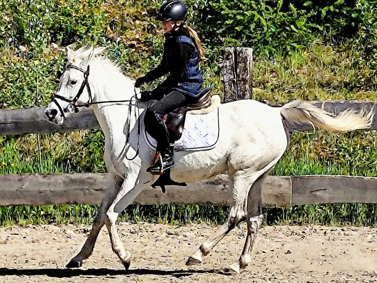 Asil Arabian Mare 9 years 15,1 hh Gray in Schellweiler
