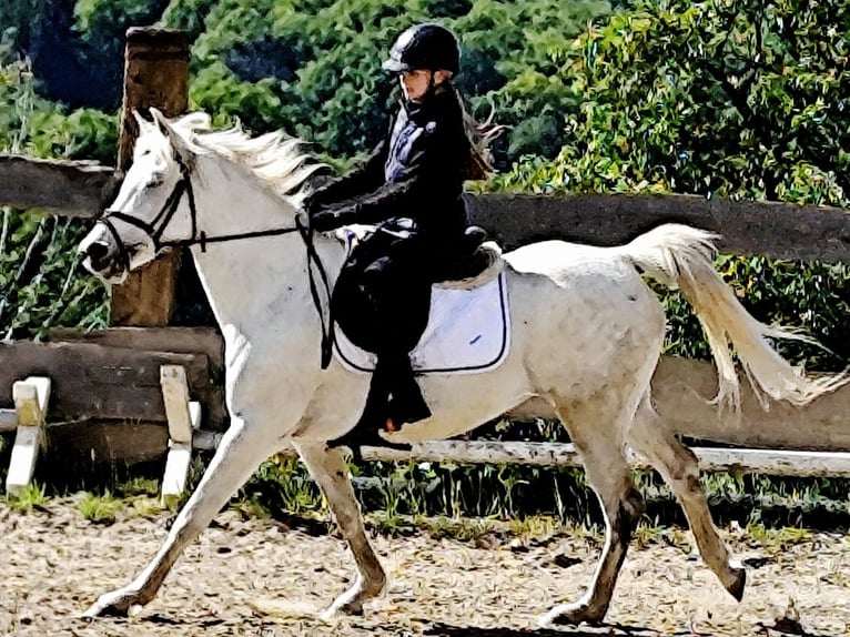 Asil Arabian Mare 9 years 15,1 hh Gray in Schellweiler