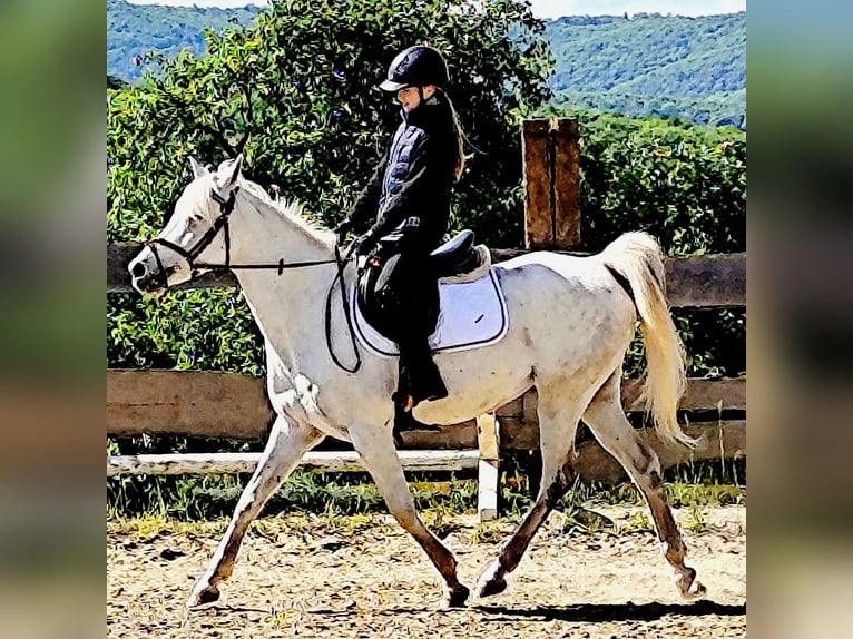 Asil Arabian Mare 9 years 15,1 hh Gray in Schellweiler