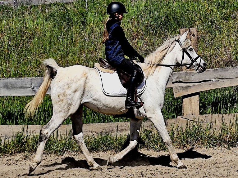 Asil Arabian Mare 9 years 15,1 hh Gray in Schellweiler