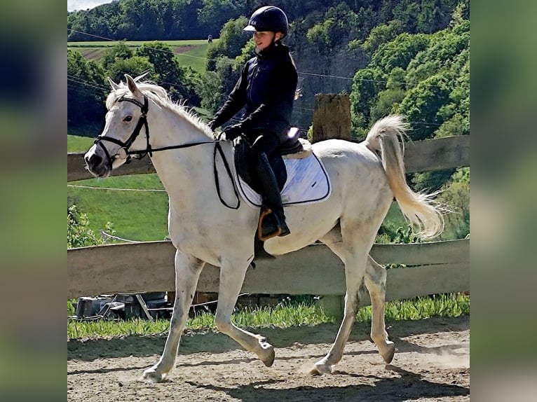 Asil Arabian Mare 9 years 15,1 hh Gray in Schellweiler