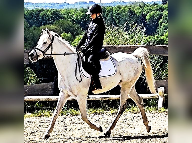 Asil Arabian Mare 9 years 15,1 hh Gray in Schellweiler