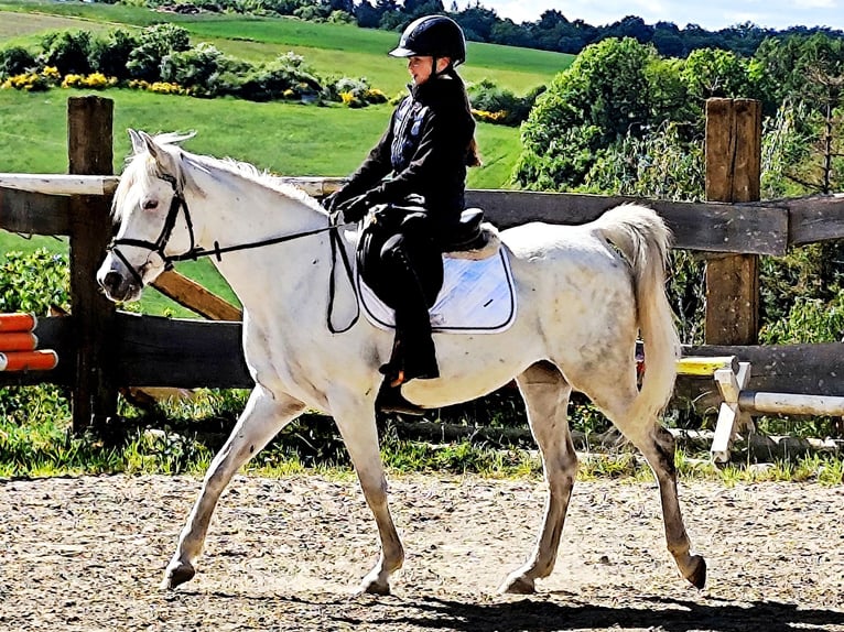 Asil Arabian Mare 9 years 15,1 hh Gray in Schellweiler