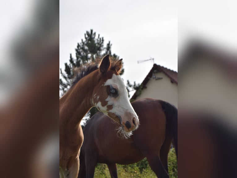 Asil Arabian Mare Foal (04/2024) 15,1 hh Bay in Cucq