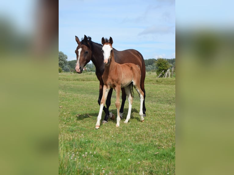 Asil Arabian Mare Foal (04/2024) 15,1 hh Bay in Cucq