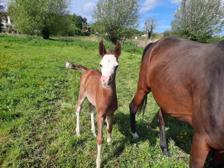 Asil Arabian Mare Foal (04/2024) 15,1 hh Bay in Cucq