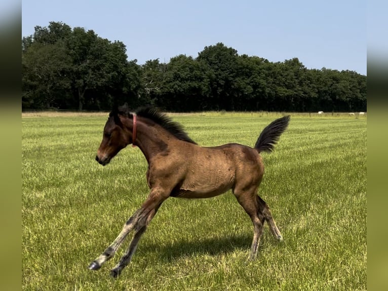 Asil Arabian Mare  Brown-Light in VERNON