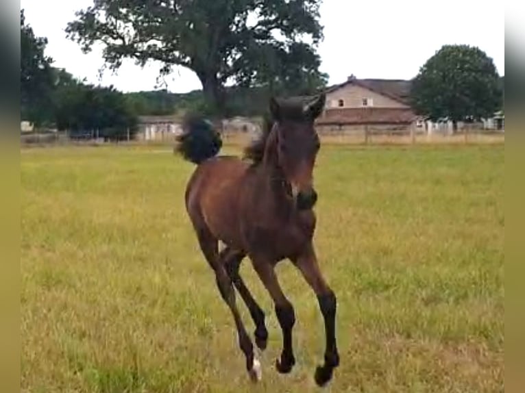 Asil Arabian Mare Foal (03/2025) Brown-Light in VERNON