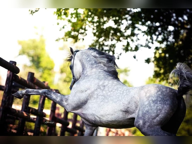 Asil Arabian Mix Stallion 14 years 15,1 hh Grey in Abbeville