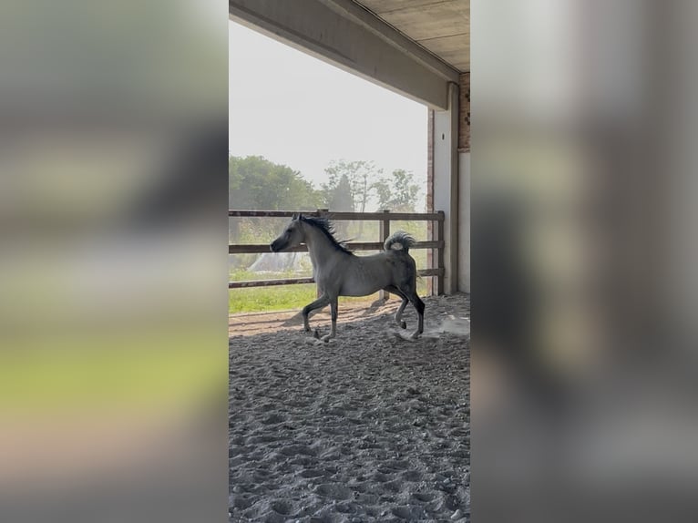 Asil Arabian Stallion 14 years Grey-Fleabitten in Treviglio