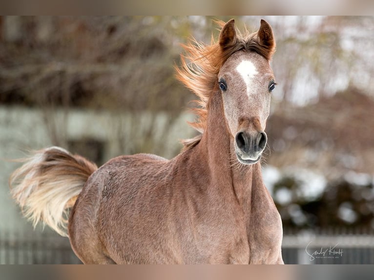 Asil Arabian Stallion 1 year 14,3 hh Gray in BlankenhainNiedersynderstedt