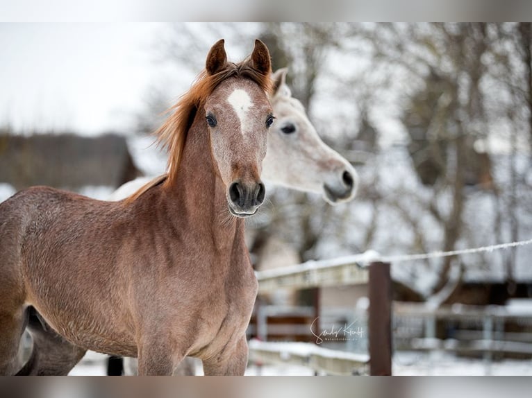 Asil Arabian Stallion 1 year 14,3 hh Gray in BlankenhainNiedersynderstedt