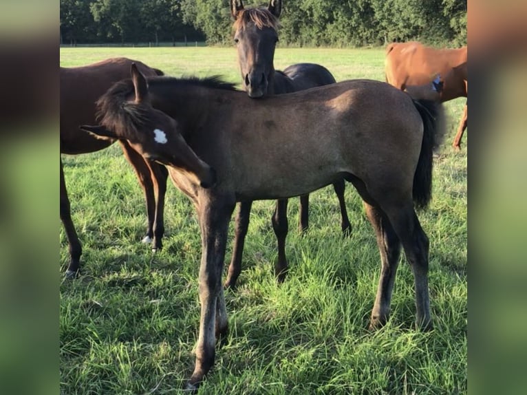 Asil Arabian Stallion 1 year Brown in VERNON