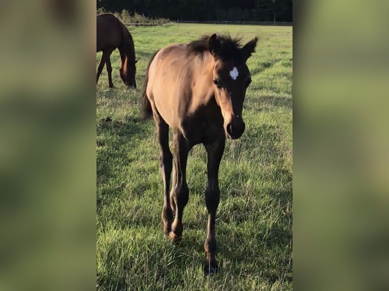 Asil Arabian Stallion 1 year Brown in VERNON
