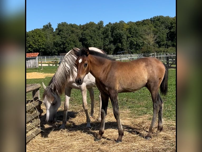 Asil Arabian Stallion 1 year Brown in VERNON