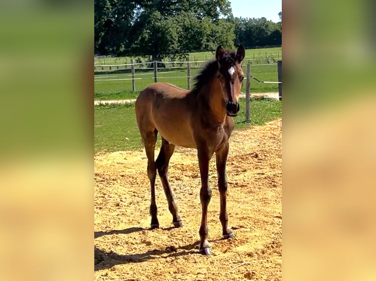 Asil Arabian Stallion 1 year Brown in VERNON