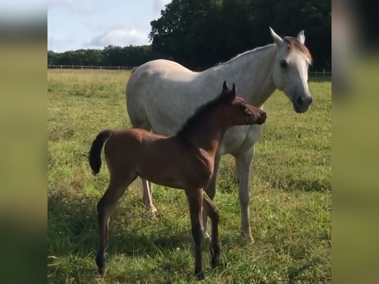 Asil Arabian Stallion 1 year Brown in VERNON