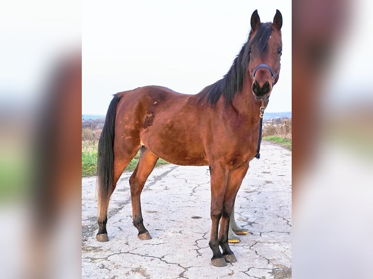 Asil Arabian Stallion 2 years 14,2 hh Brown in Gersheim