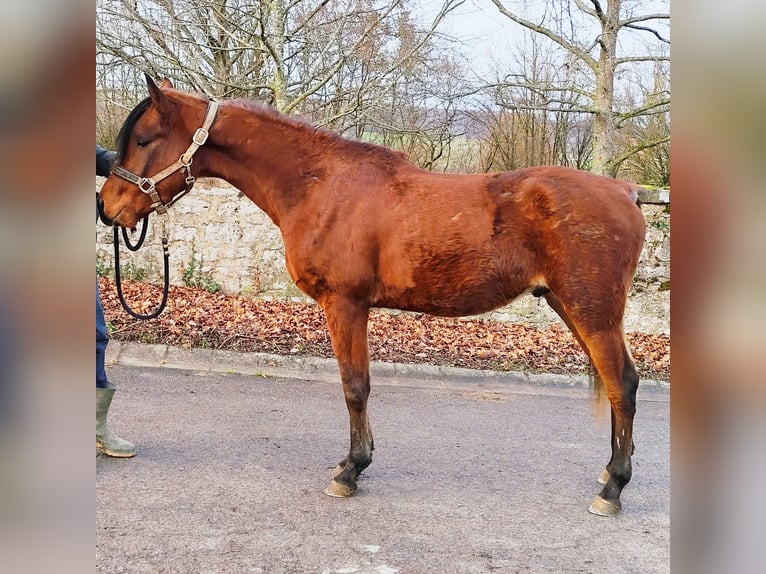 Asil Arabian Stallion 2 years 14,2 hh Brown in Gersheim