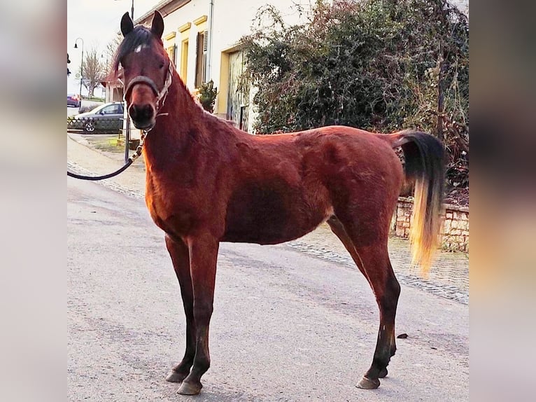 Asil Arabian Stallion 2 years 14,2 hh Brown in Gersheim