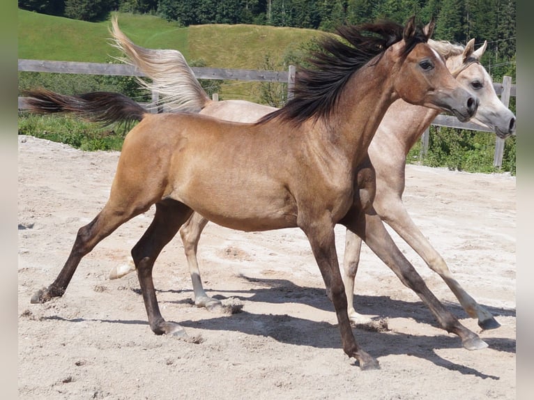 Asil Arabian Stallion 2 years 15,1 hh Brown Falb mold in Achenkirch