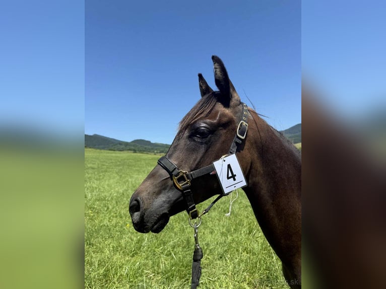 Asil Arabian Stallion 2 years Bay-Dark in Slovakia