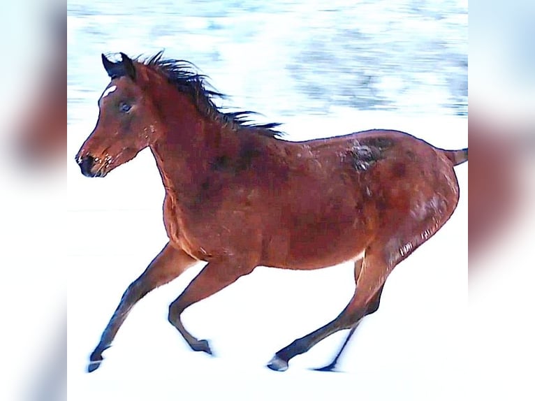 Asil Arabian Stallion 3 years 14.2 hh Brown in Gersheim