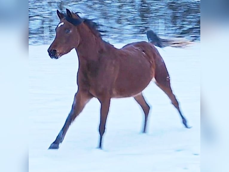 Asil Arabian Stallion 3 years 14.2 hh Brown in Gersheim