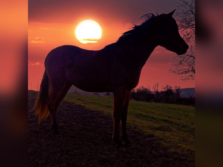 Asil Arabian Stallion 3 years 14.2 hh Brown in Gersheim