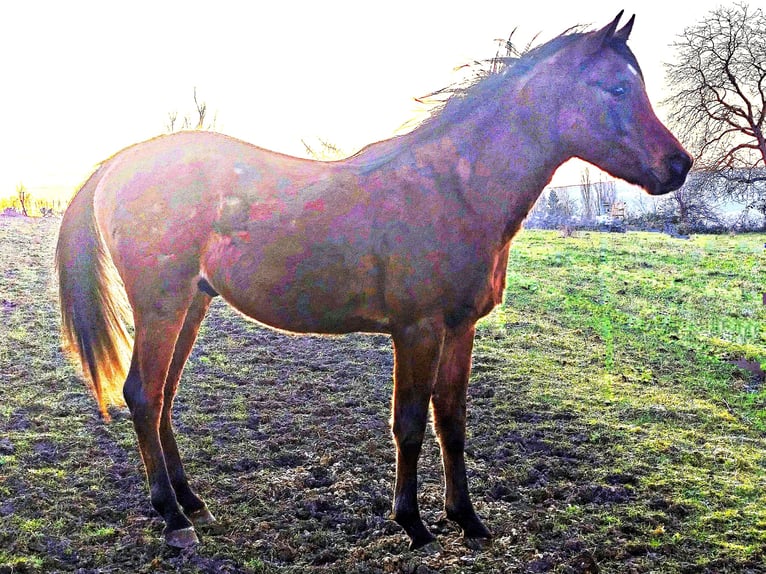 Asil Arabian Stallion 3 years 14.2 hh Brown in Gersheim