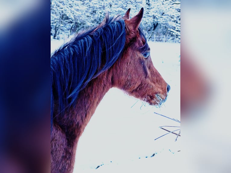 Asil Arabian Stallion 3 years 14.2 hh Brown in Gersheim