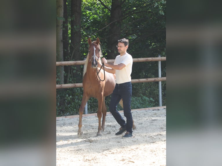 Asil Arabian Stallion 3 years 14,1 hh Chestnut in Niedersachsen