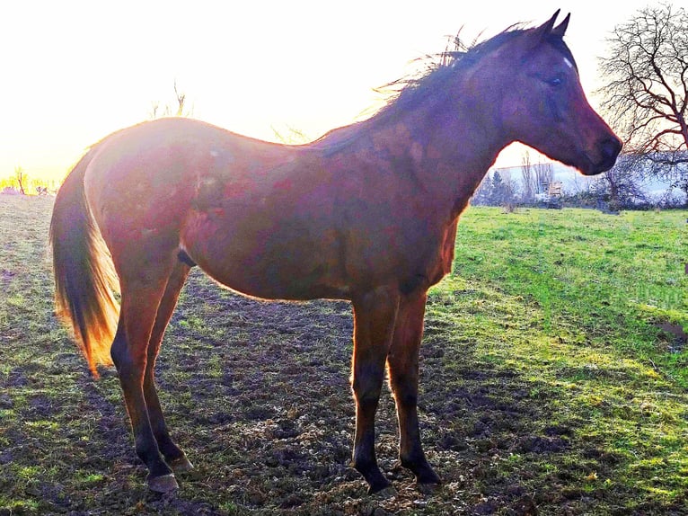 Asil Arabian Stallion 3 years 14,2 hh Brown in Gersheim