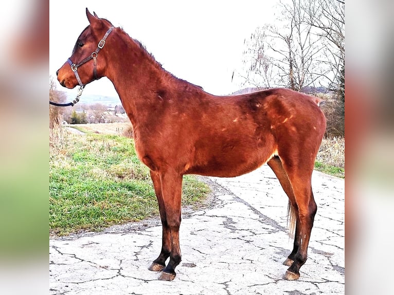 Asil Arabian Stallion 3 years 14,2 hh Brown in Gersheim