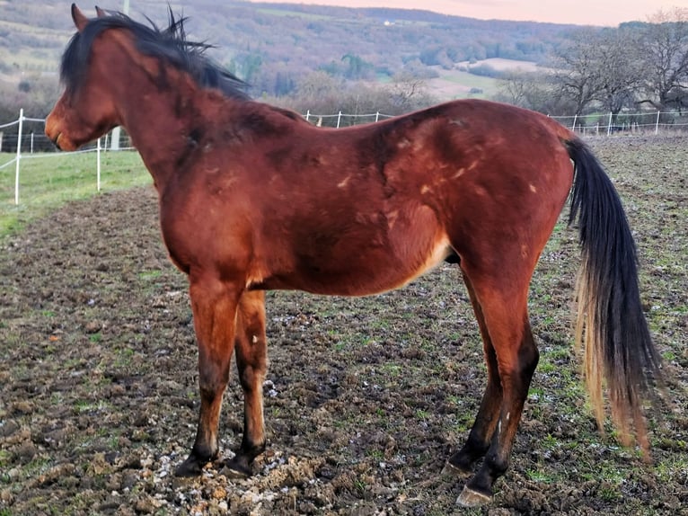 Asil Arabian Stallion 3 years 14,2 hh Brown in Gersheim