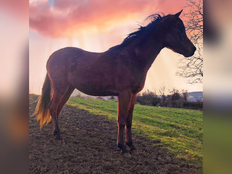 Asil Arabian Stallion 3 years 14,2 hh Brown in Gersheim