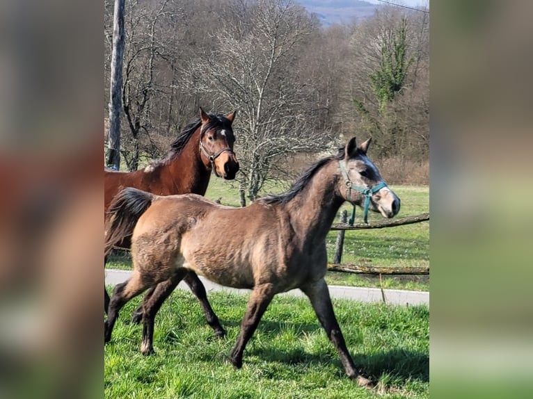 Asil Arabian Stallion 3 years 15 hh Grey in Petrinja