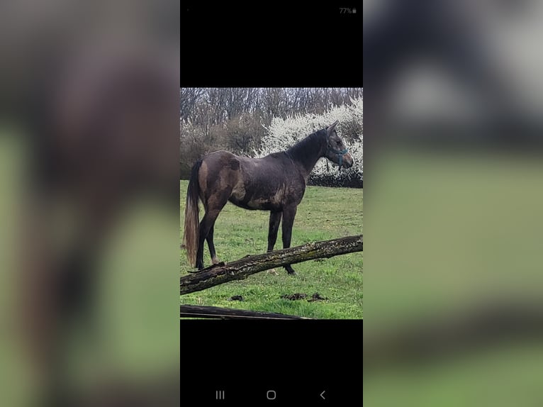 Asil Arabian Stallion 3 years 15 hh Grey in Petrinja