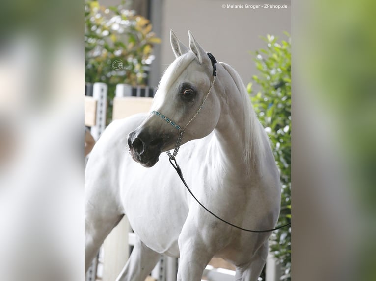 Asil Arabian Stallion 4 years 15,1 hh Gray in Gersheim