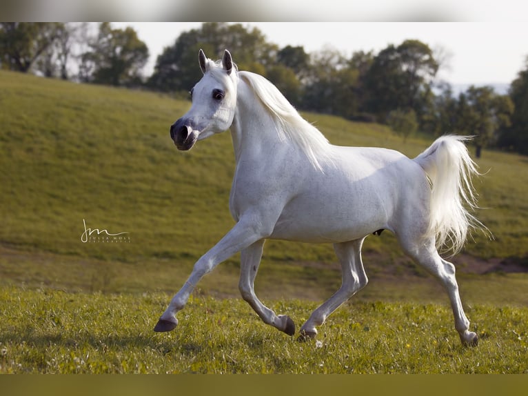 Asil Arabian Stallion 4 years 15,1 hh Gray in Gersheim