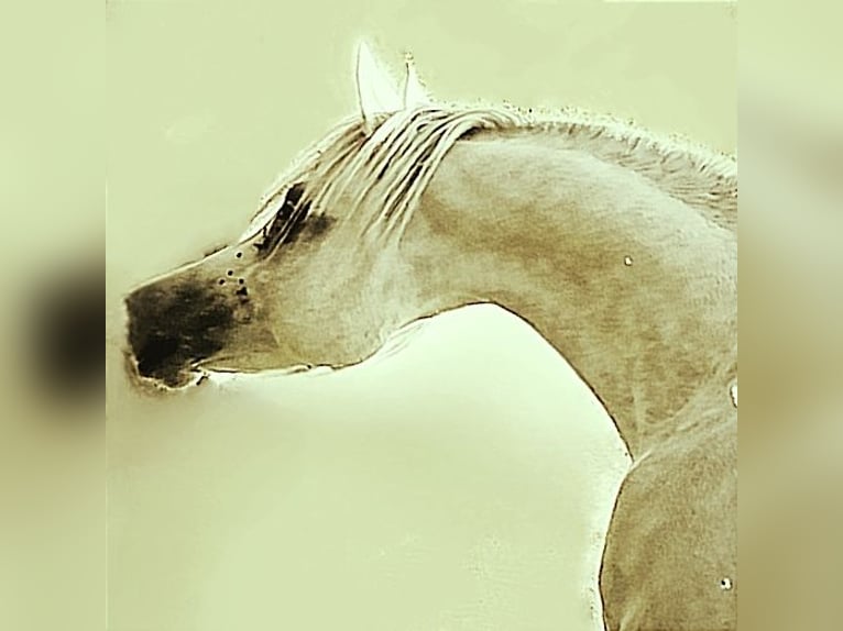 Asil Arabian Stallion 4 years 15,1 hh Gray in Gersheim