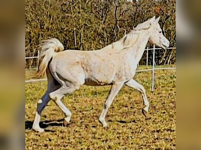 Asil Arabian Stallion 4 years 15,1 hh Gray in Gersheim