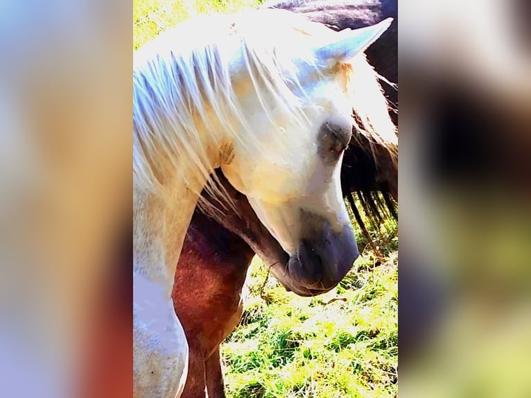 Asil Arabian Stallion 4 years 15,1 hh Gray in Gersheim
