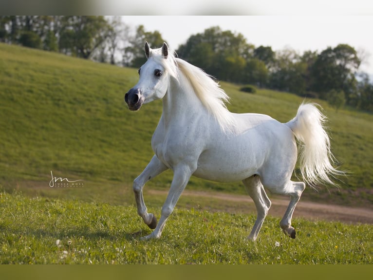 Asil Arabian Stallion 4 years 15,1 hh Gray in Gersheim